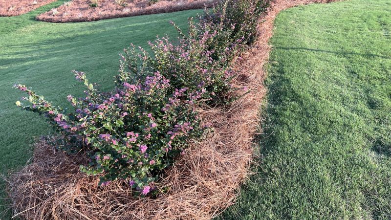 Pine Needles Installation