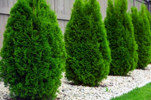 Arborvitae Planting in Bonita Springs
