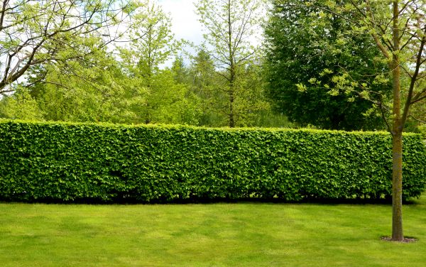 Hedge Planting in Bonita Springs