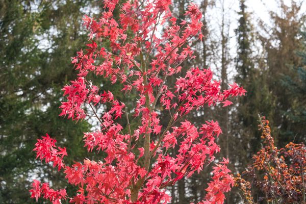 Japanese Maple Planting in Bonita Springs