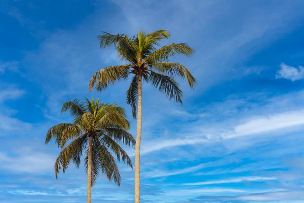 Palm Tree Planting in Bonita Springs
