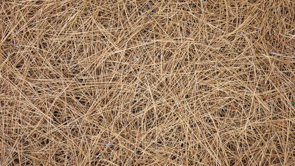 Pine Needles Delivery in Bonita Springs