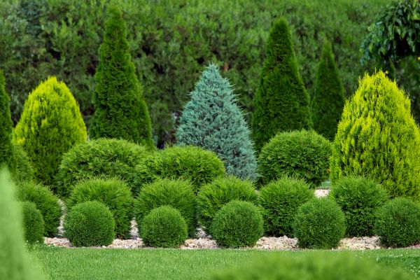 Shrub Replacement in Bonita Springs