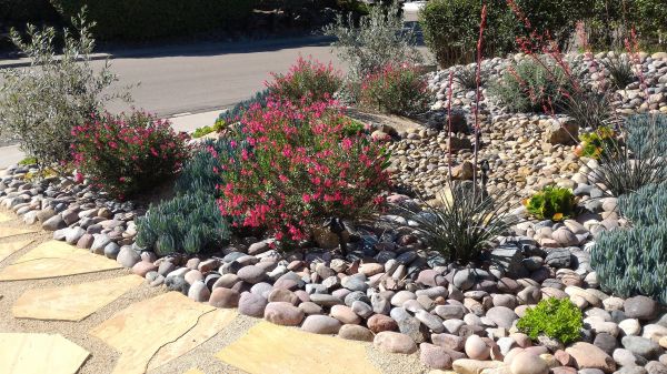 Xeriscape Landscaping in Bonita Springs
