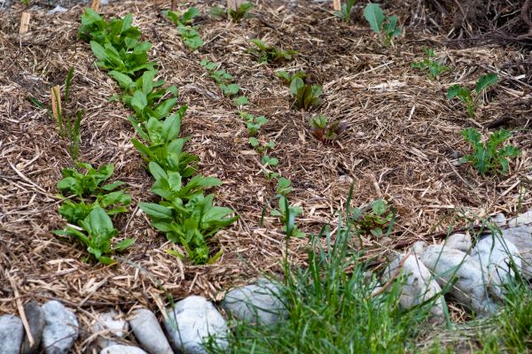 Mulch Service in Bonita Springs
