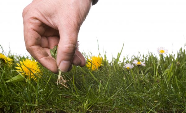 Lawn Weeding in Bonita Springs