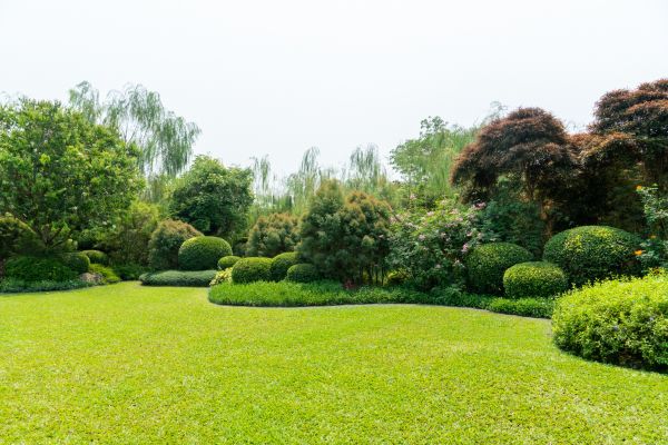 Tree Landscaping in Bonita Springs