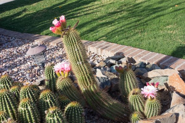 Desert Landscaping in Bonita Springs