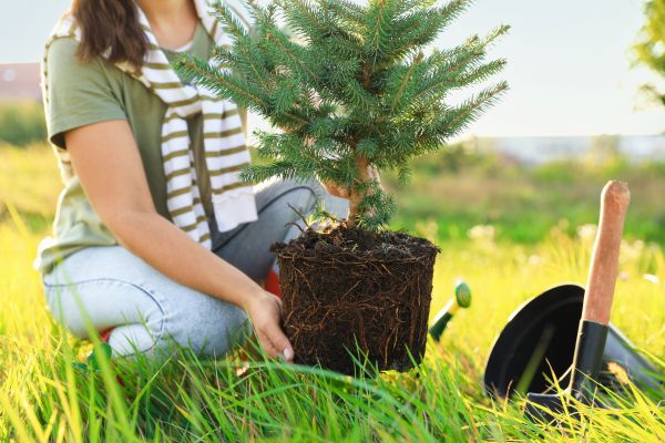 Spruce Tree Planting in Bonita Springs