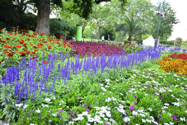 Perennials Planting in Bonita Springs