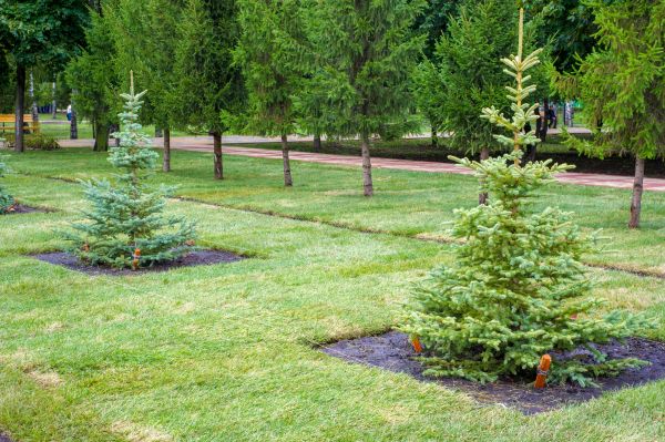 Privacy Trees Planting in Bonita Springs