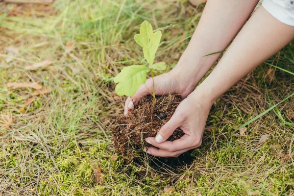 Oak Tree Planting in Bonita Springs