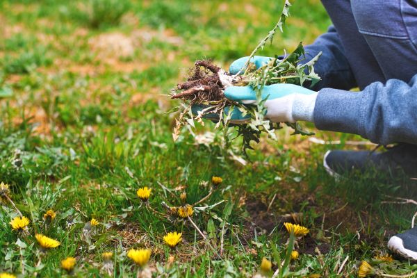 Flower Bed Clearing in Bonita Springs