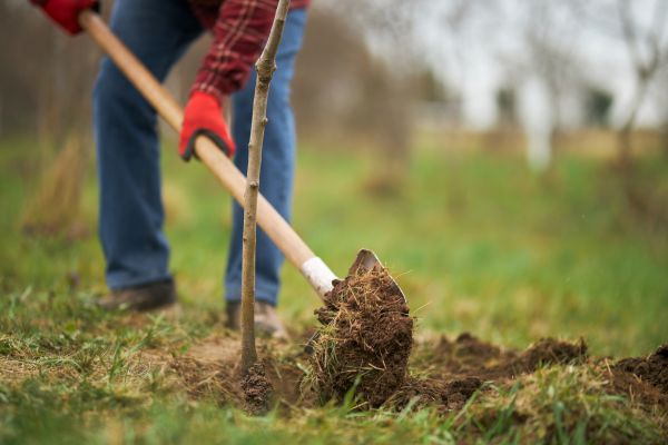 Trees Planting in Bonita Springs