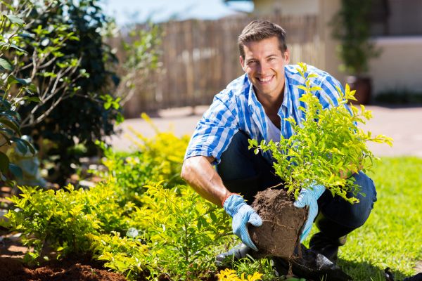 Shrub Landscaping in Bonita Springs