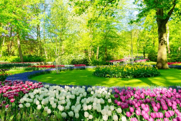 Flower Landscaping in Bonita Springs