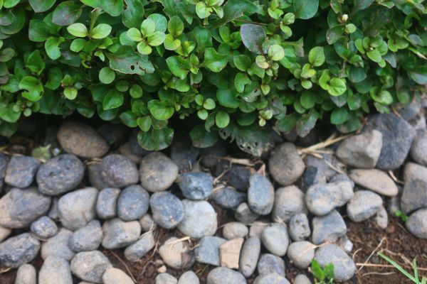 River Stone Installation in Bonita Springs