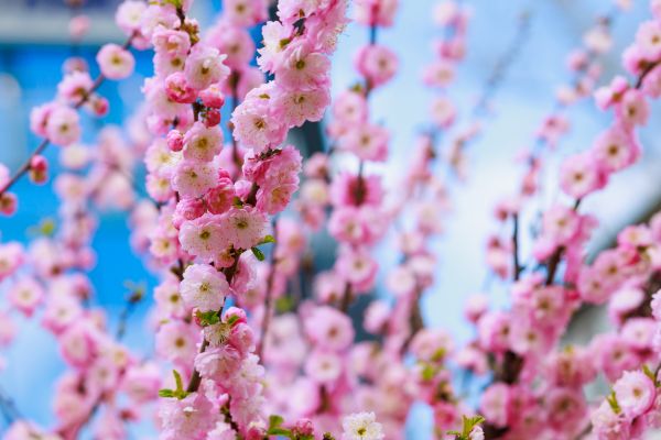 Japanese Cherry Tree Planting in Bonita Springs