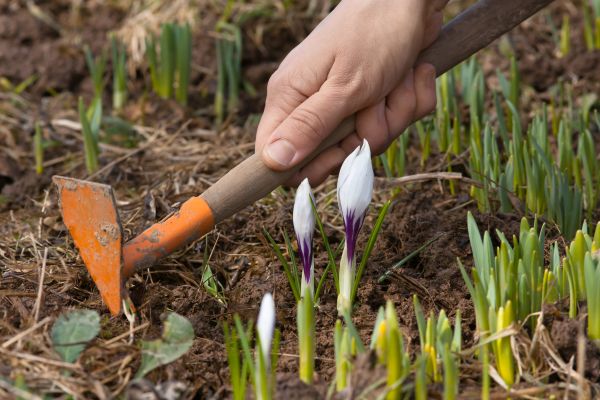 Flower Garden Weeding in Bonita Springs