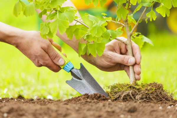 Fruit Tree Planting in Bonita Springs