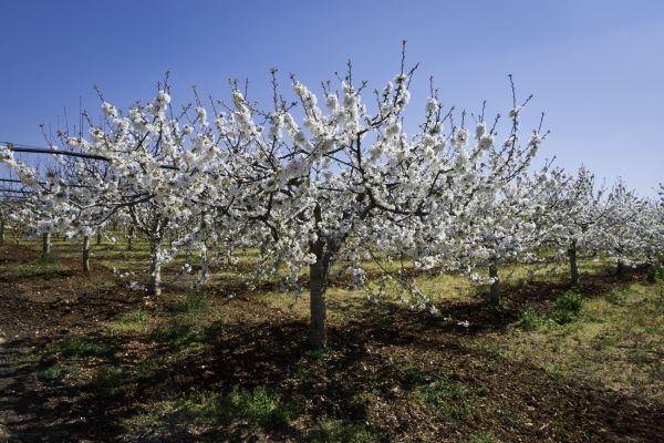 Orchard Planting in Bonita Springs