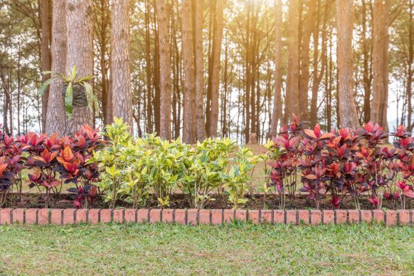 Small Garden Landscaping in Bonita Springs
