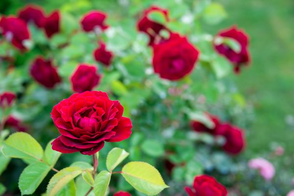 Rose Planting in Bonita Springs