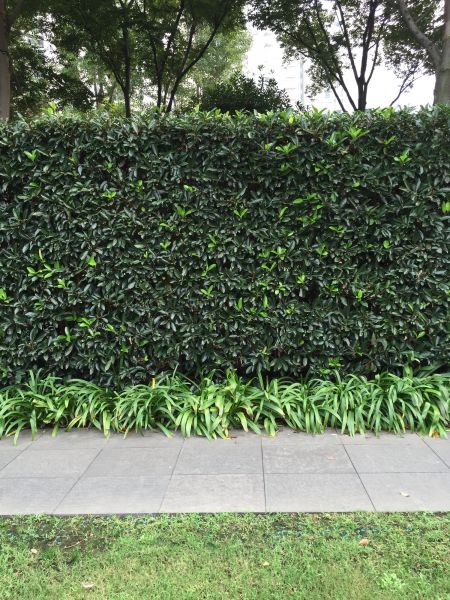 Privacy Shrub Planting in Bonita Springs