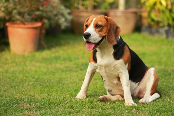 Dog Friendly Landscaping in Bonita Springs