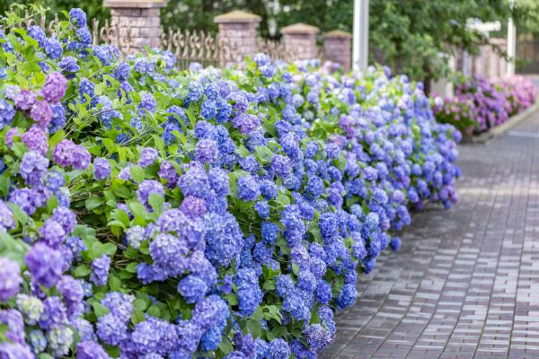 Hydrangea Landscaping in Bonita Springs