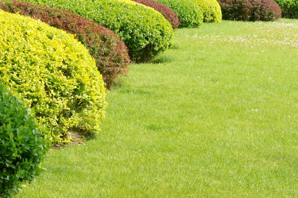 Shrubbery Planting in Bonita Springs