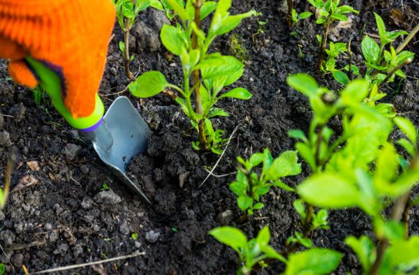 Hydrangea Planting in Bonita Springs