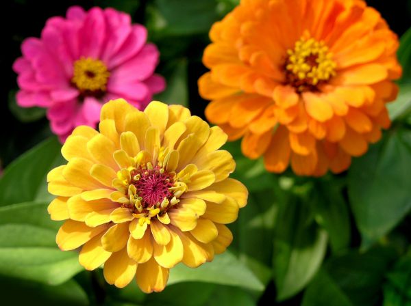 Zinnia Planting in Bonita Springs