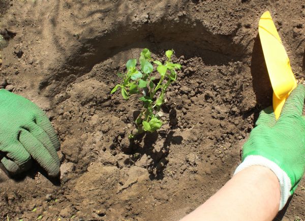 Rose Bush Planting in Bonita Springs