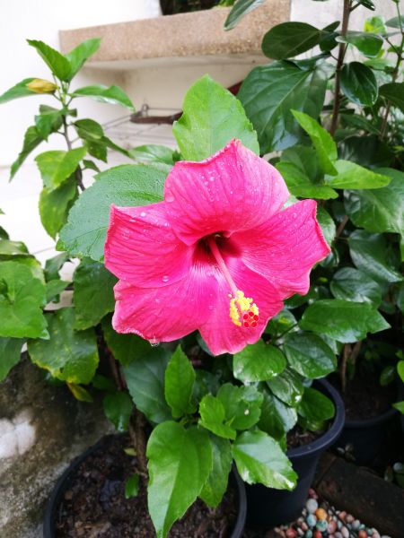 Hibiscus Planting in Bonita Springs
