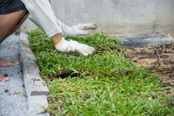 Ground Cover Planting in Bonita Springs