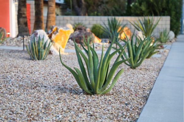Drought Resistant Landscaping in Bonita Springs