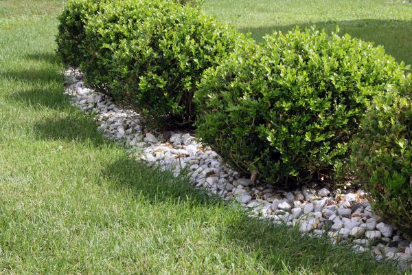 Boxwood Planting in Bonita Springs