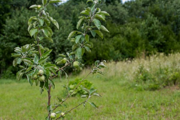 Apple Tree Planting in Bonita Springs